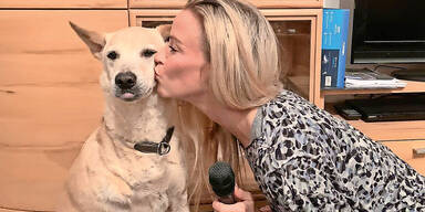 Jumper Hund sucht ein Zuhause