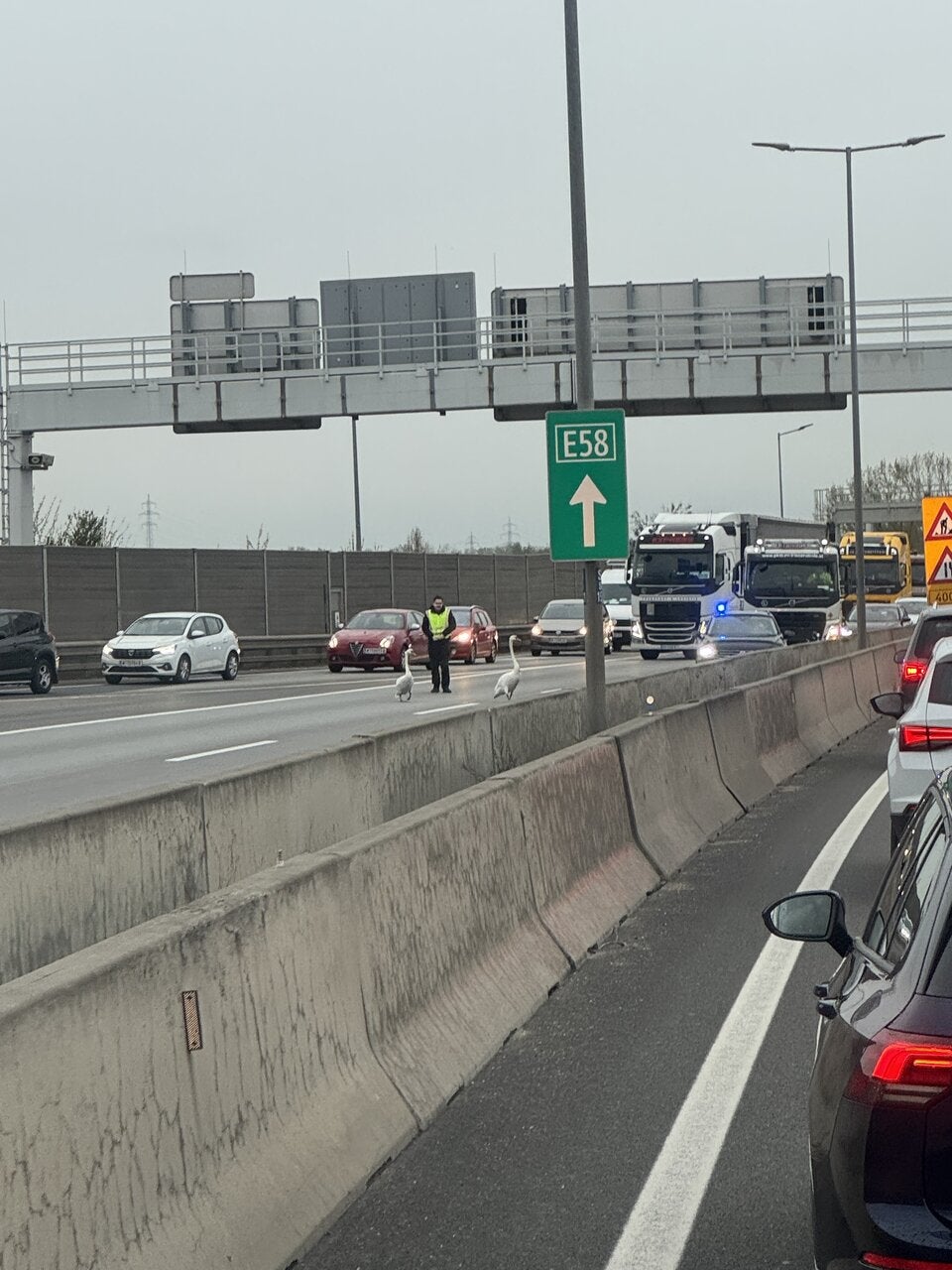 Schwäne auf S1 Polizei-Einsatz