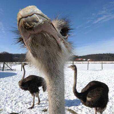 Der Winter schlägt zurück