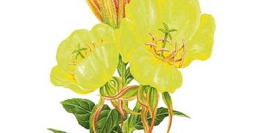 Jünger, schöner & gesünder mit Kräutern