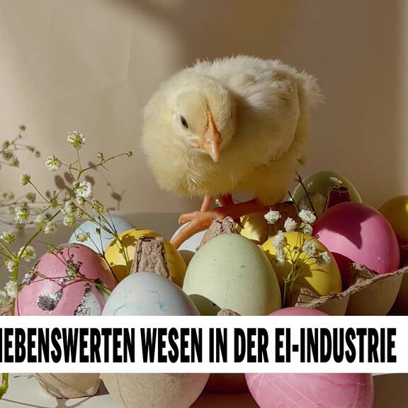 Unsere Tiere: Das große Tierschutz-Magazin