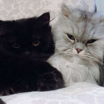 10. Platz: Nelly (7 M.), 1.891 Votes