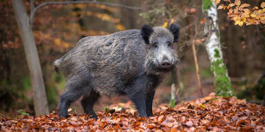 Wildschwein
