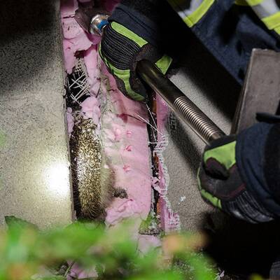 Dieser Igel steckte im Mauerspalt fest