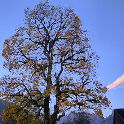 Blick auf Gosaugletscher/Dachstein