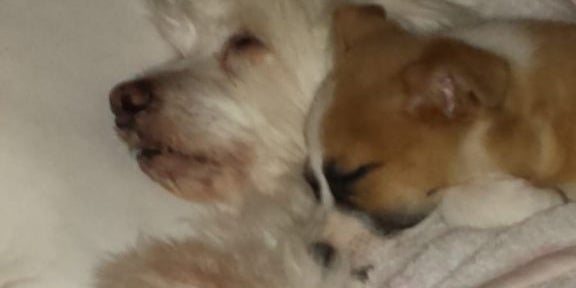 Lebender Welpe als Fußball benutzt