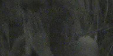 Queen Ingrid und die Känguruh-Hoden