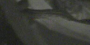 Queen Ingrid und die Känguruh-Hoden