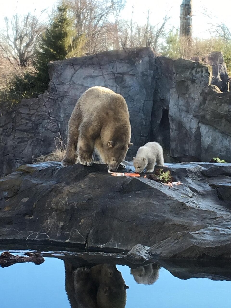 Eisbär