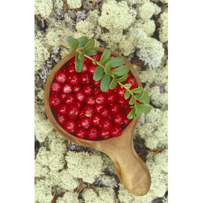 Lebensmittel ohne Kohlenhydrate