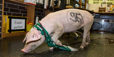 "Hannover 96"-Schwein irrte herrenlos umher