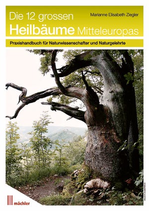 So nutzen Sie die Heilkraft der Bäume