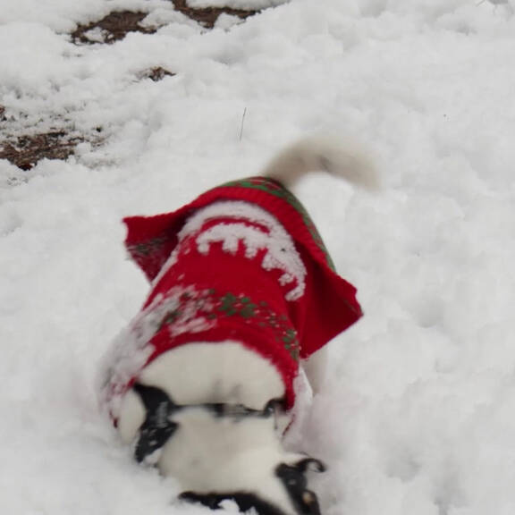 Hunde im Winter: So sind Vierbeiner gut geschützt