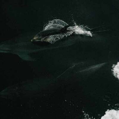 Die Rettung gegen die Ölpest?