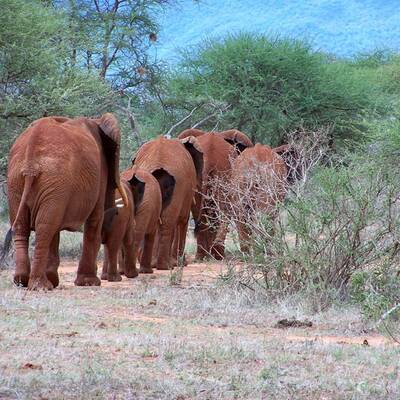 Uluru-Kata Tjuta Nationalpark im Nordterritorium/Australien