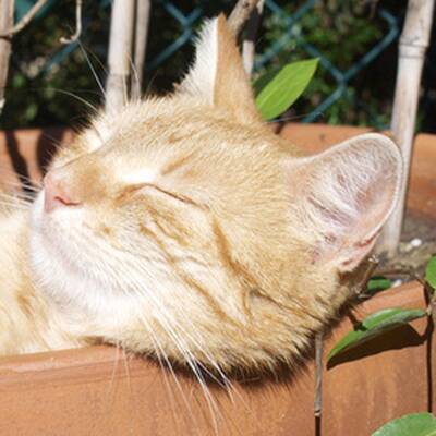 10. Platz: Nelly (7 M.), 1.891 Votes