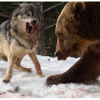 Drei Wölfe gegen einen Grizzly