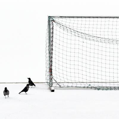 Vogelschar auf der Marswiese