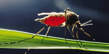 Im Koma nach Gelsenstich