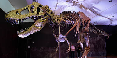 T-Rex Skelett