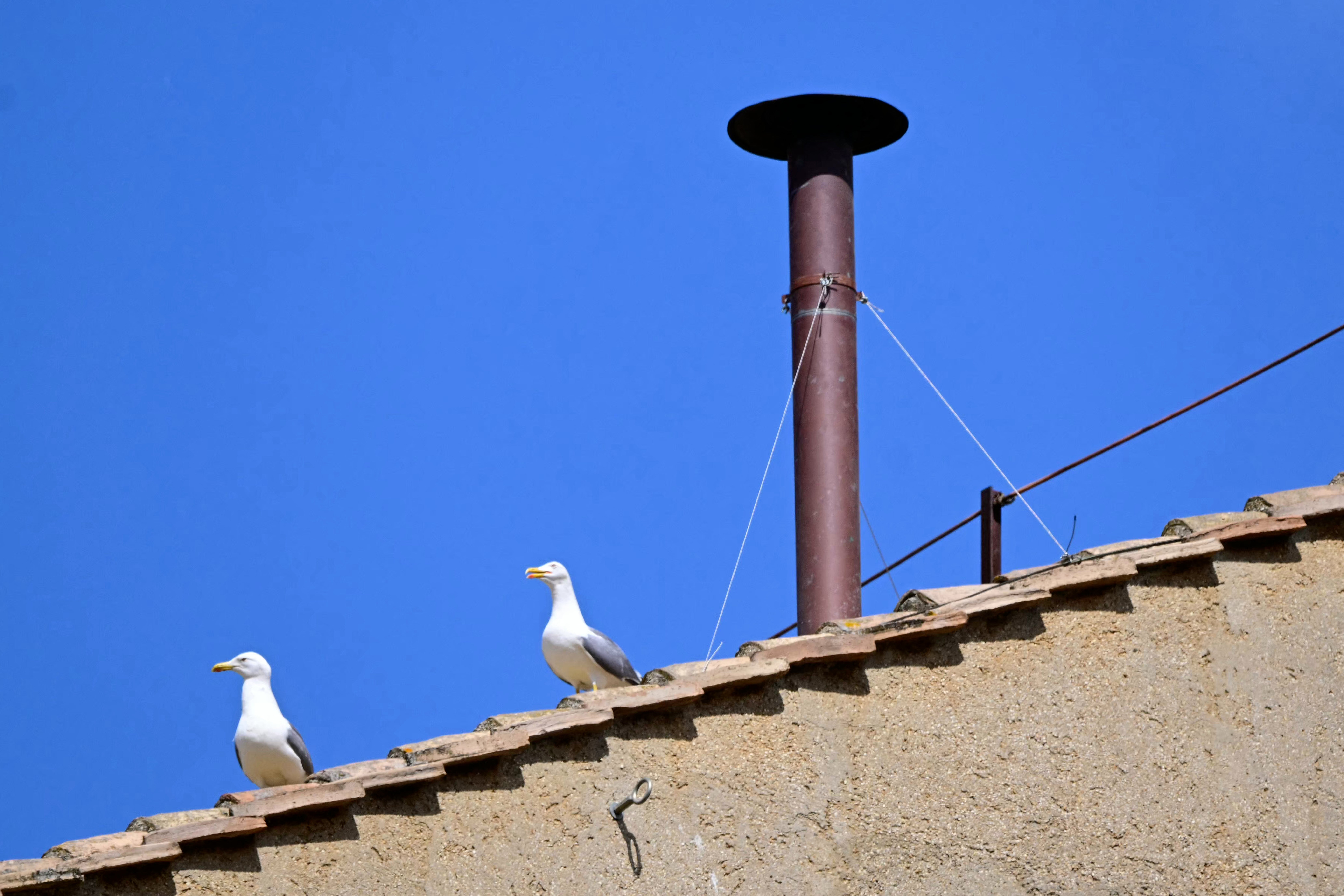 Möwe