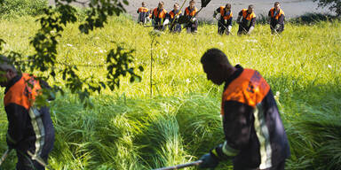 Amok-Schildkröte beißt wieder zu