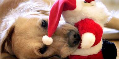 Wiener Forscherin: Jeder dritte Hund ist spielzeugs&uuml;chtig