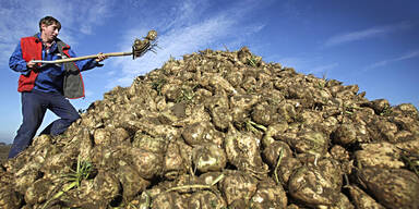 "Jeder 4. R&uuml;benbauer vernichtet"