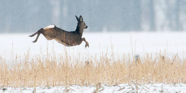 Landesj&auml;germeister Metzker und LH-Stv. Pernkopf bitten um R&uuml;cksicht auf Wildtiere