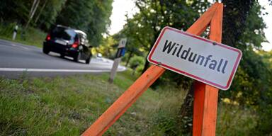 NÖ an der Spitze: ÖAMTC warnt vor Wildunfällen