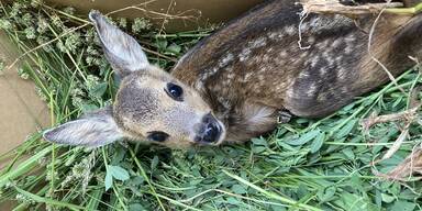N&Ouml;-Jagdgesetz: Drohnen zur Rettung von Jungwild
