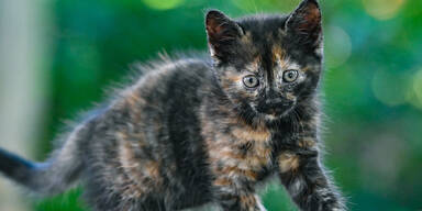 &Auml;lteste gefundene Katze ist Nieder&ouml;sterreicherin!