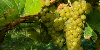 PROST! Jetzt startet Nieder&ouml;sterreichs gro&szlig;e Wein-Saison!