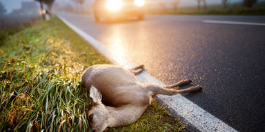 Mehr Wildunf&auml;lle aufgrund Zeitumstellung
