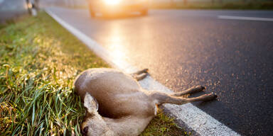 Zeitumstellung: Jetzt drohen mehr Wildunf&auml;lle!