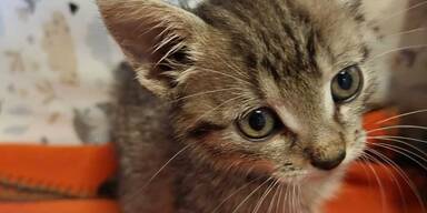 Traurige Bilanz nach Sommer: immer mehr herrenlose Tiere