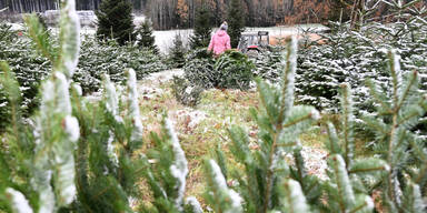 N&Ouml; Christbaumbauern appellieren, regional zu kaufen