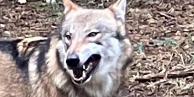 Zweiter "Problemwolf" in Zwettl erlegt