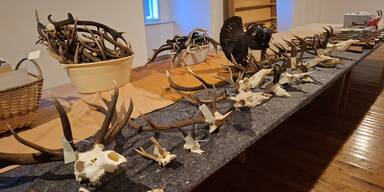 "Kulturkampf im Forst": Tiersch&uuml;tzer gegen neues Jagdgesetz