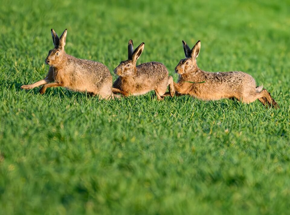 Myxomatose rafft heimische Feldhasen dahin