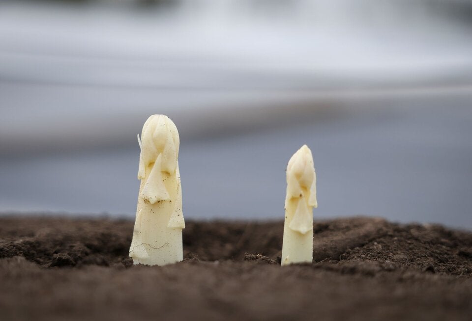 Viele Spargelköpfe schauen derzeit noch nicht aus der Erde.