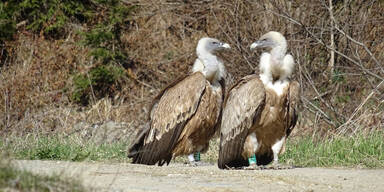 20 Jahre alter G&auml;nsegeier aus Tiroler Zoo gesichtet und wiedererkannt