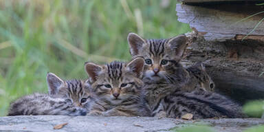babywildkatzen
