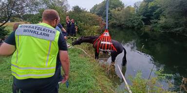 Hilfloses Pferd musste aus Werkskanal gerettet werden