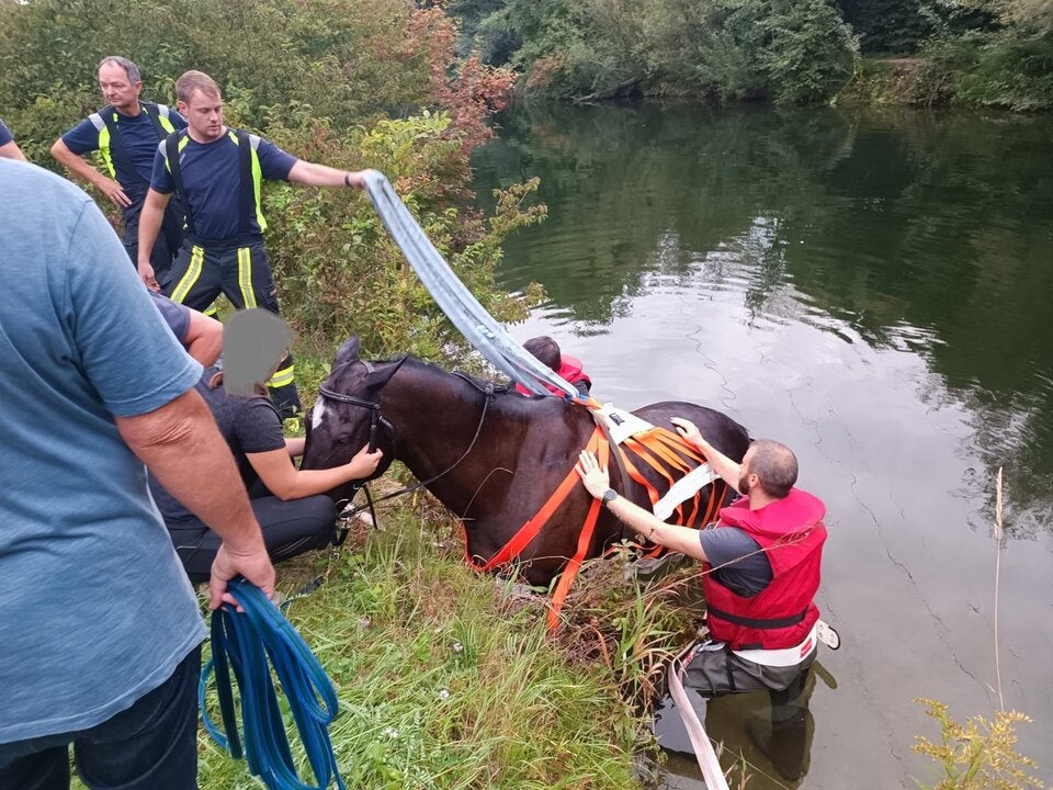Hilfloses Pferd musste aus Werkskanal gerettet werden