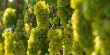 Trauben an den Reben am Weinberg vom Weingut Schloss Proschwitz&nbsp;