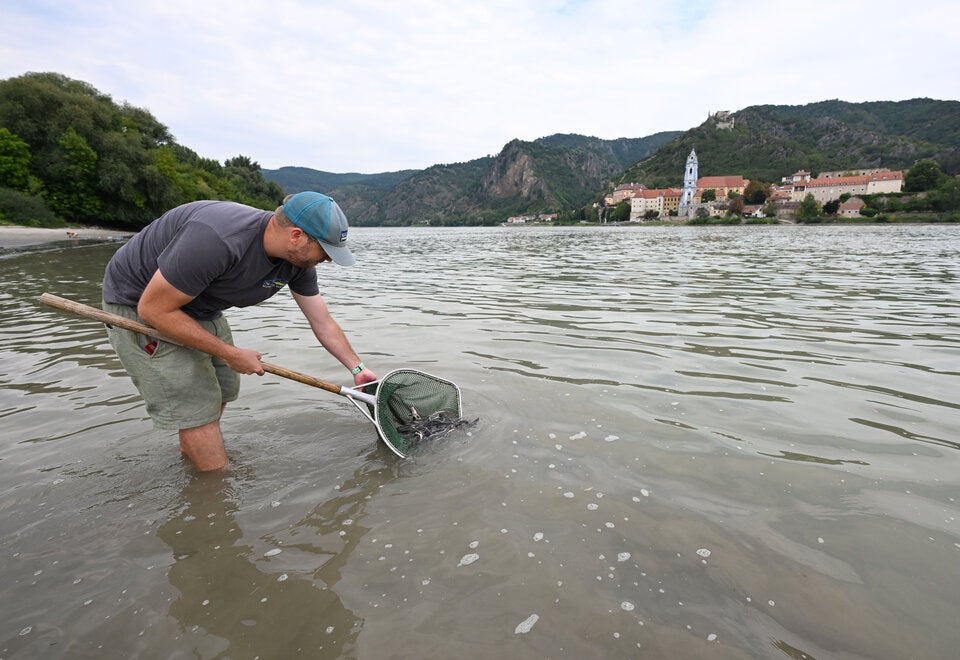 In Rossatz in der Wachau wurde der 300.000 Stör ausgewildert.