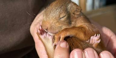 Das weibliche Eichh&ouml;rnchenbaby Jerry konnte von Vier Pfoten gerettet werden.