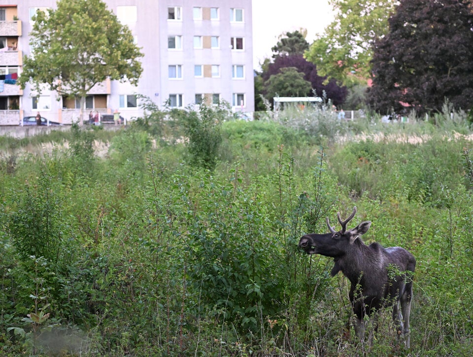 Elch Emil in St. Pölten