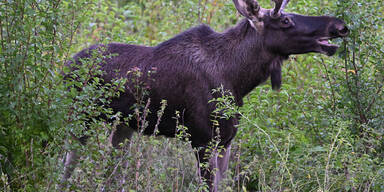 Nach "Abschiebung" soll Elch Emil endlich ein Weibchen finden